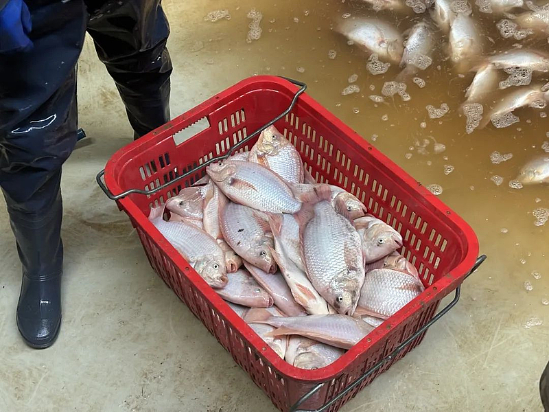 石堡養(yǎng)殖桶激起“致富浪” 新春走基層探訪年年有“魚”的鄉(xiāng)村振興新圖景